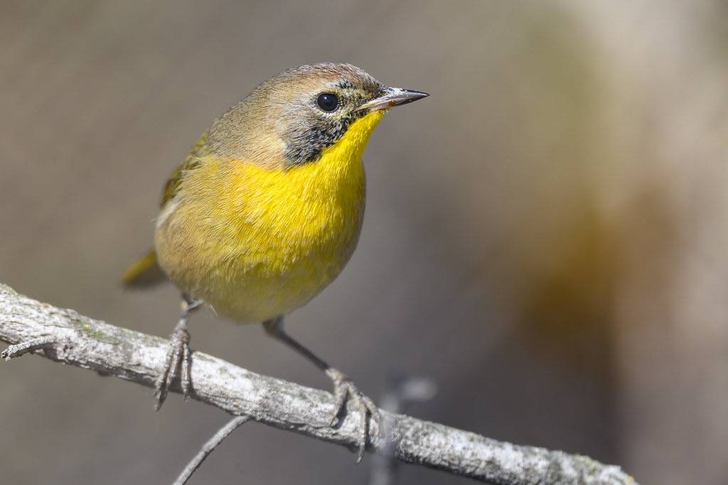 Common Yellowthroat (immature male) by Becky Matsubara is licensed under CC BY 2.0